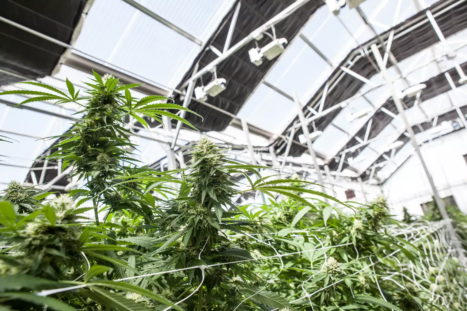 New Year's Resolutions for Colorado Marijuana in 2023 - Vimarsana News