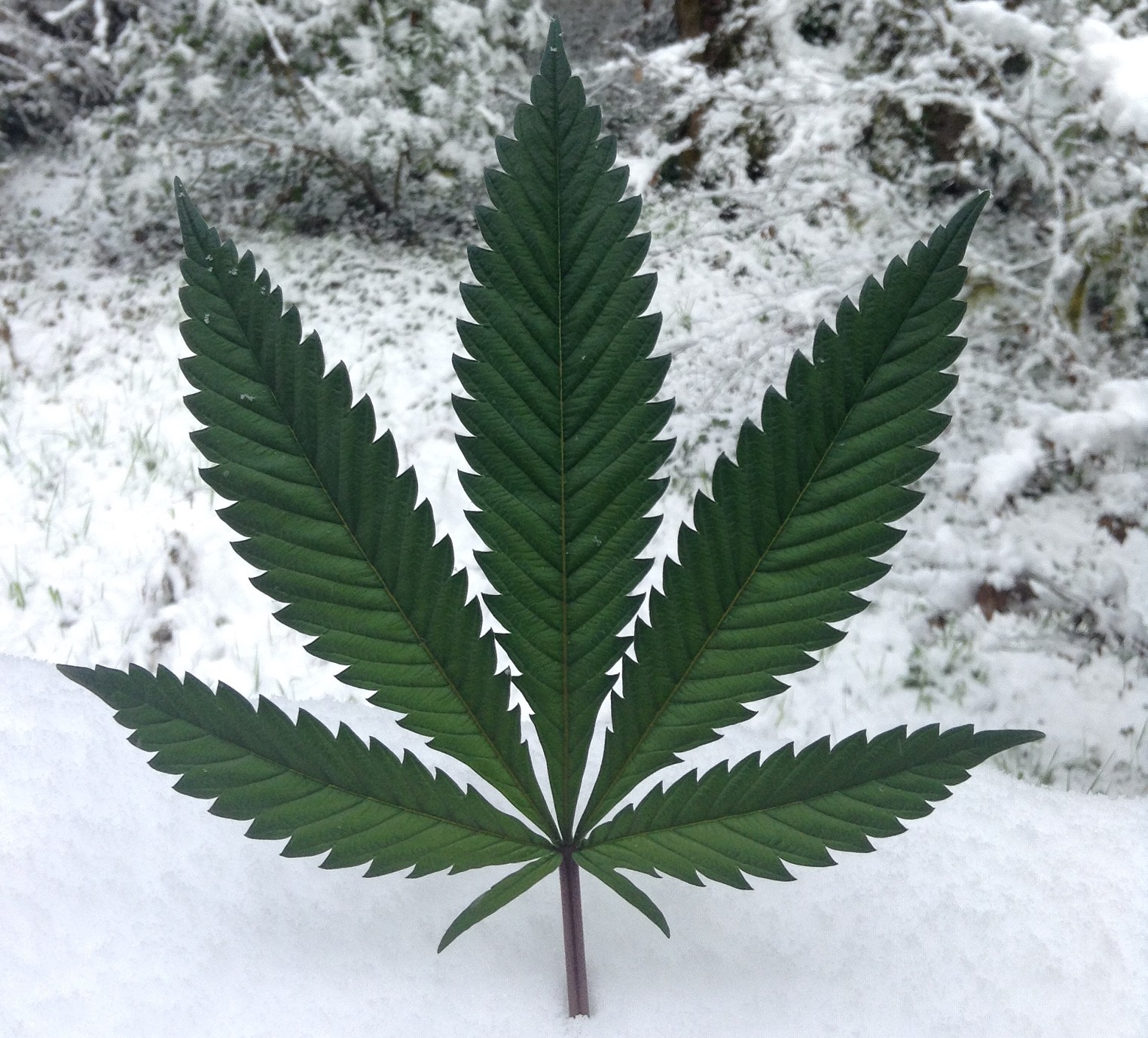 Ten Cannabis Strains for a Day on the Slopes
