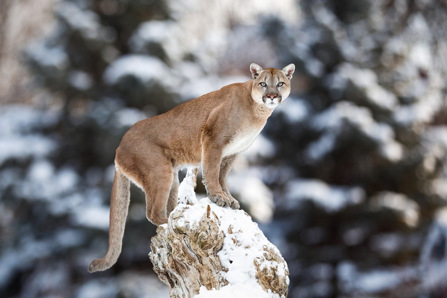 The Media-Fueled Plight of Colorado’s Mountain Lion