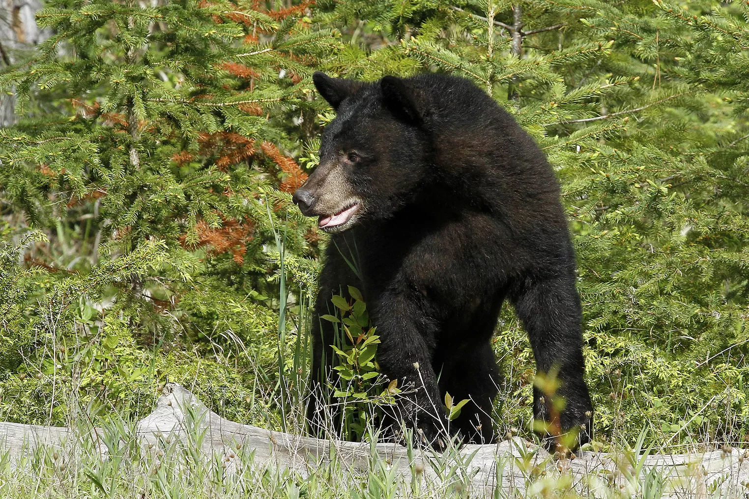 Colorado Bears Are Having a Moment Right Now - Vimarsana News