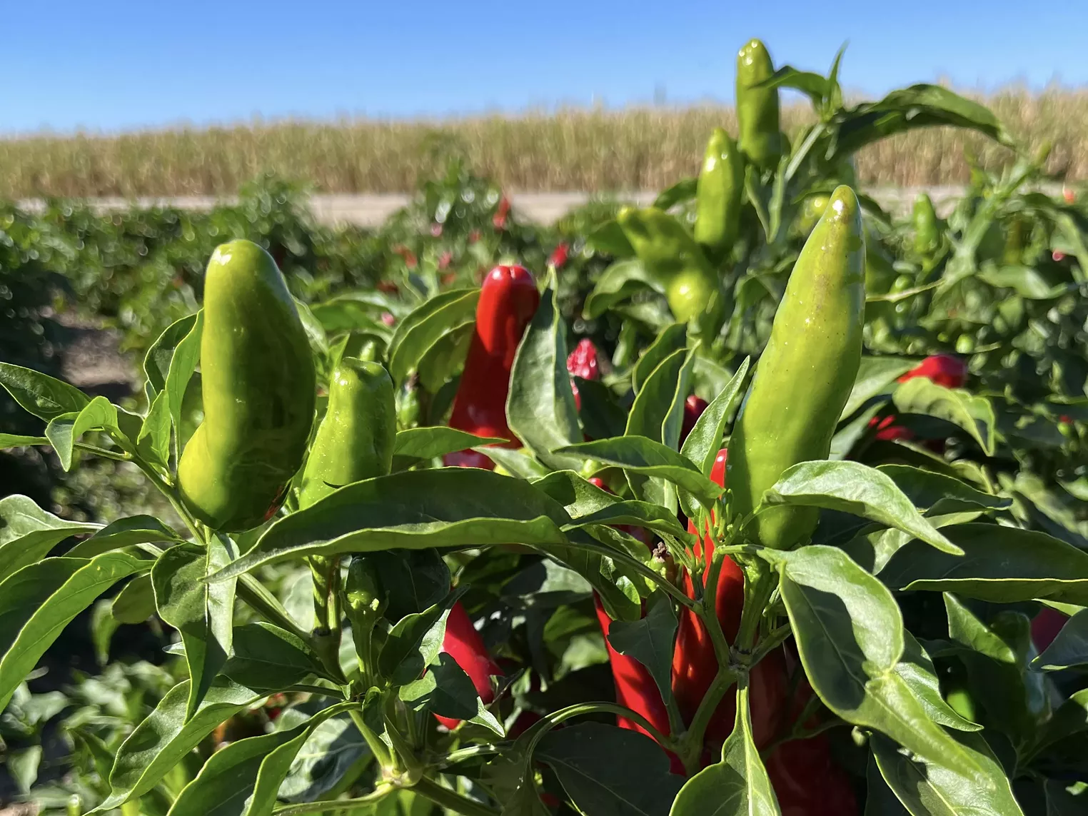 Local Nonprofit Educates Colorado Students About Pueblo Chiles - Vimarsana News