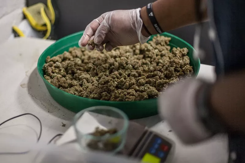 Image: A pair of gloved hands weigh out marijuana on a scale
