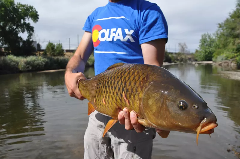 Image: Those who fish the South Platte hope it regains protections after today's meeting.