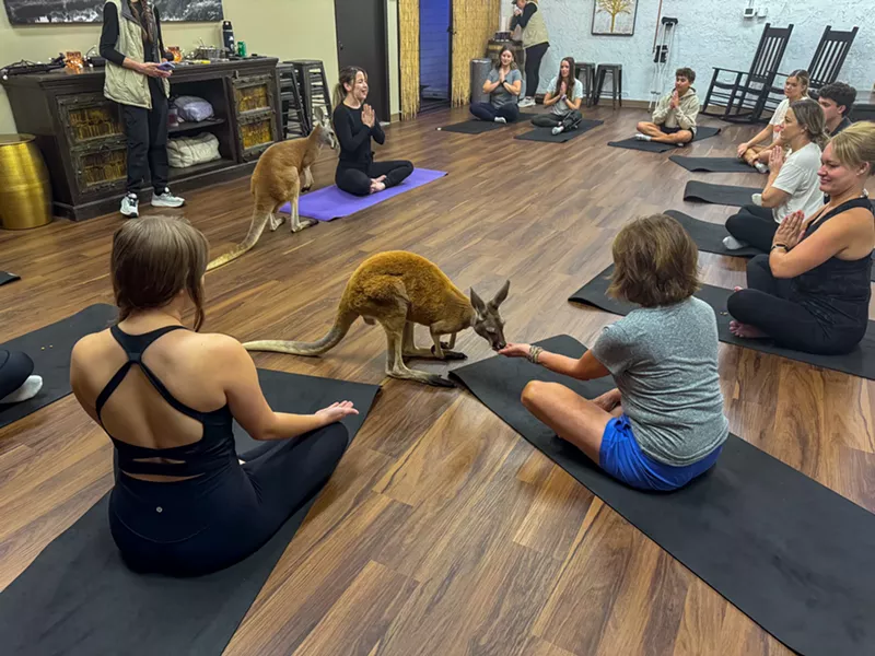 Image: Kangaroos Luka and Kyrie explore the room during a yoga class on Sunday, August 10.
