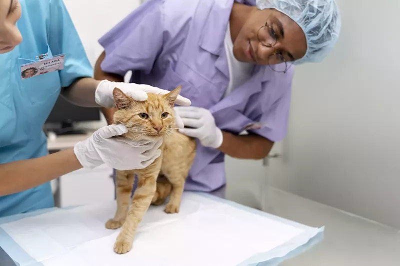 Image: Two veterinarians in scrubs pet a cat on an examination table.