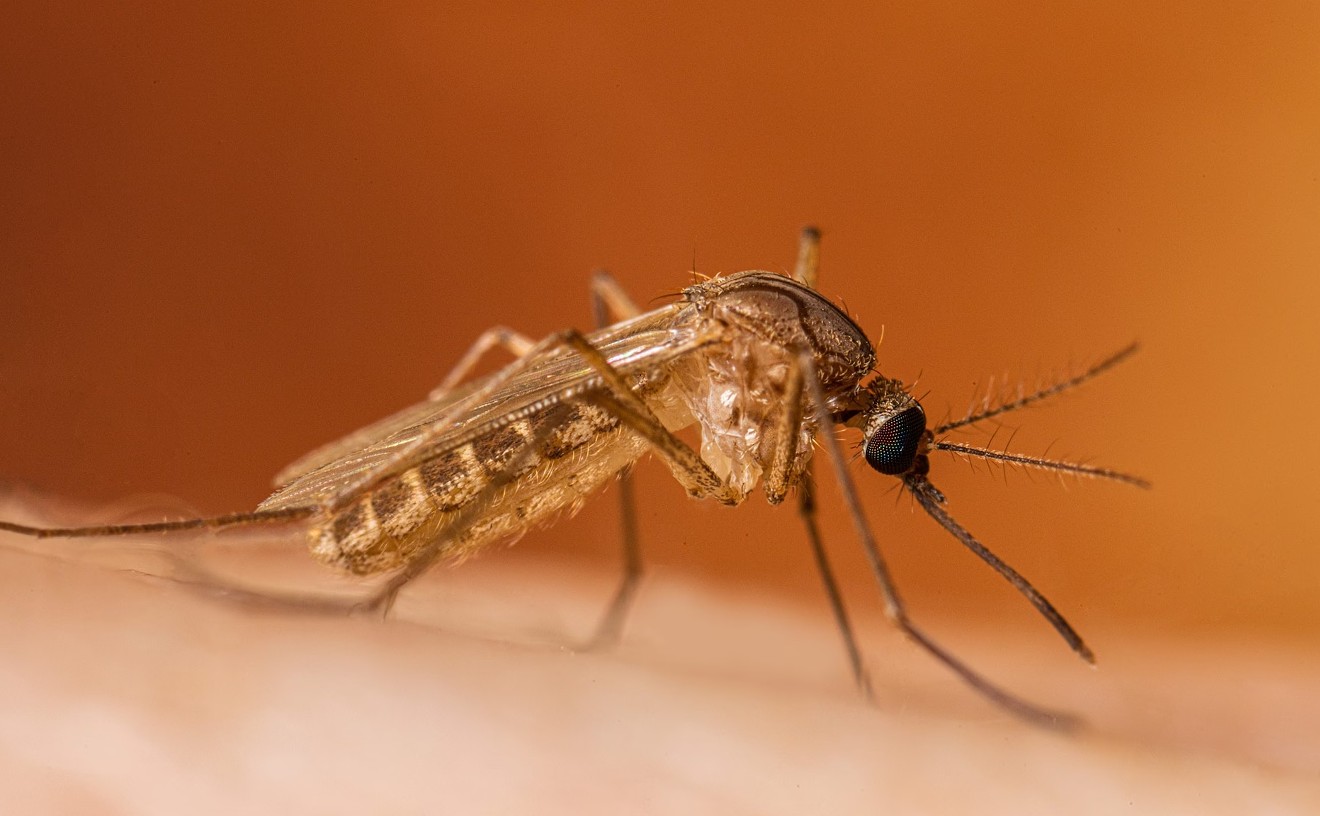West Nile Virus Is Surging in Colorado: Here's How to Avoid It