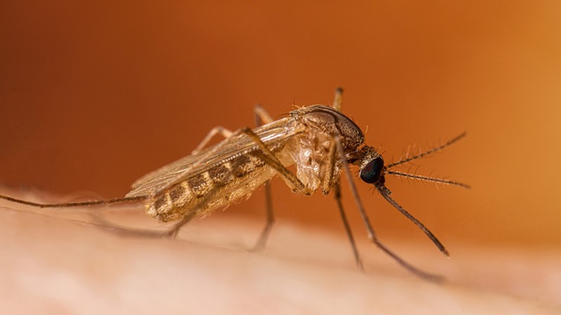 West Nile virus is spread by mosquitos.