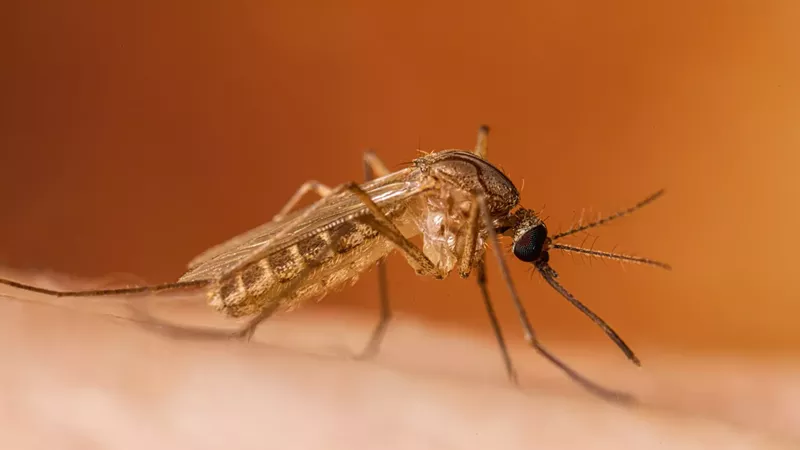 Image: mosquito