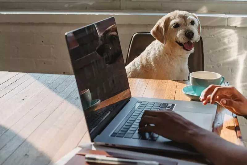 Image: A dog and a laptop