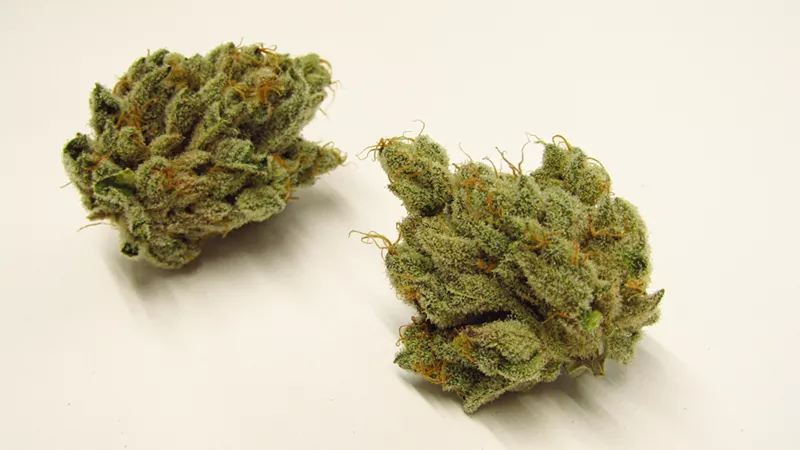 Image: Cake Crasher cannabis strain