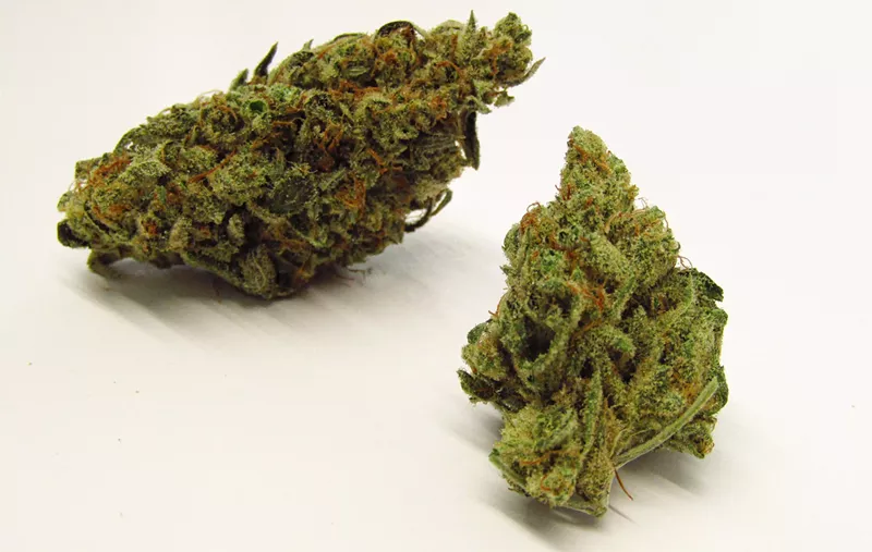 Image: Loose green cannabis sativa buds