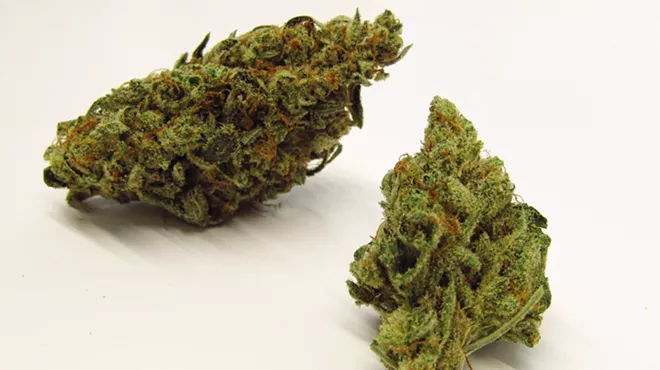 Loose green cannabis sativa buds