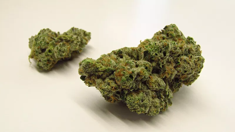 Image: Large green marijuana bud, Mr. Nasty