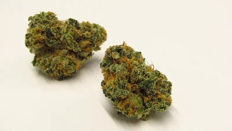 Image: Black Maple cannabis strain
